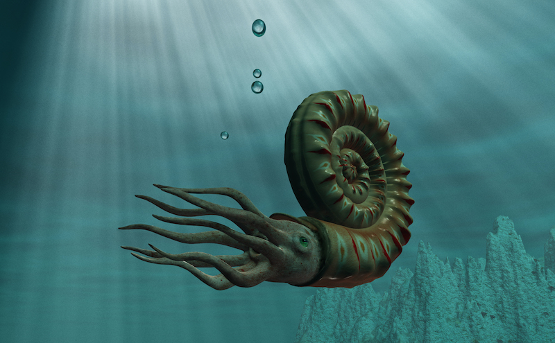 imagen de ammonites